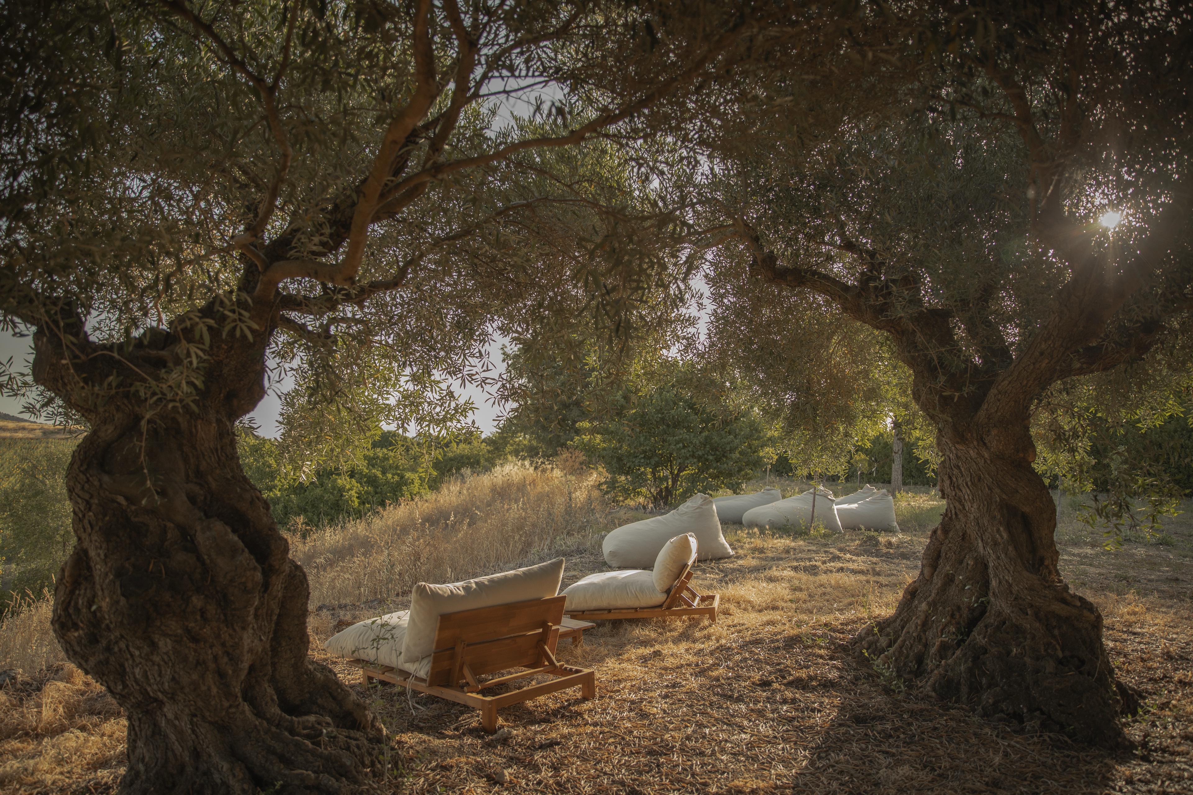 Lounge chairs and bean bags under the olive grove at sunset