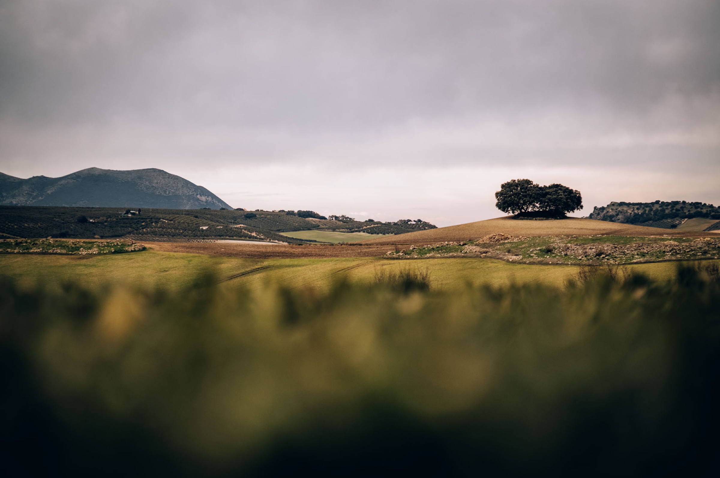 A retreatant under a lone tree